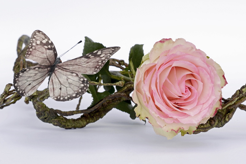 butterfly - insect, rose, freshness, romantic, white background, pink color, noble, romance, green, nature, day, flower head, blossom, rose flower, flowers