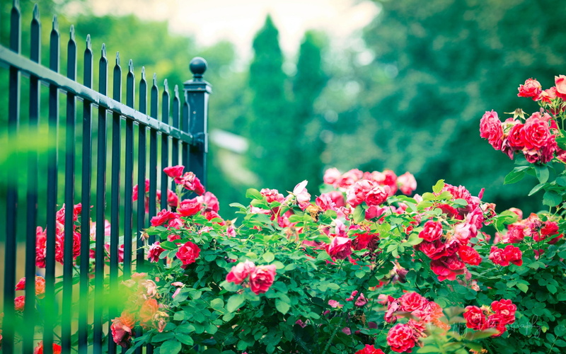 Flowers, Iron, Fence, Rose, 1080P, Red