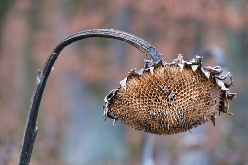 selective focus, transience, outdoors, transient, close-up, animal, invertebrate, plant, withered, animal themes, day, dry, winter, insect, faded, nature