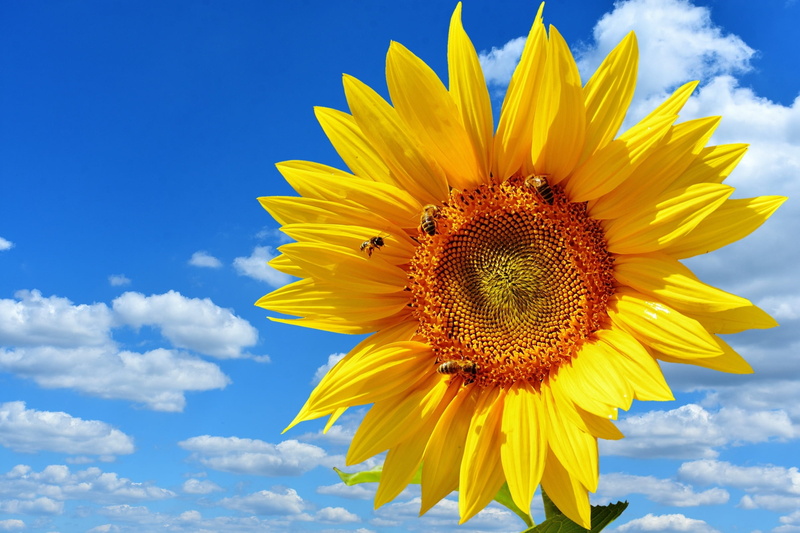 pollination, outdoors, no people, flower head, 1080P, sunny, insect, fragility, cloud - sky, close, sky, flowering plant, sunflower, beauty in nature