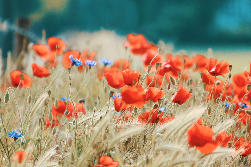 nature, field, land, vulnerability, beautiful flowers, bloom, flowers, color, flowering plant, blue flowers, dry grass, day, flower, flower head, plant