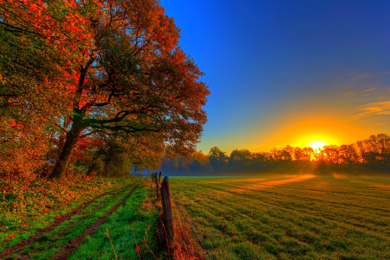 branch, october, nature, the sun, green Color, vibrant Color, autumn, sun, yellow, sky, sunlight, leaf, sunset, brown, land, summer, day, color Image, backgrounds