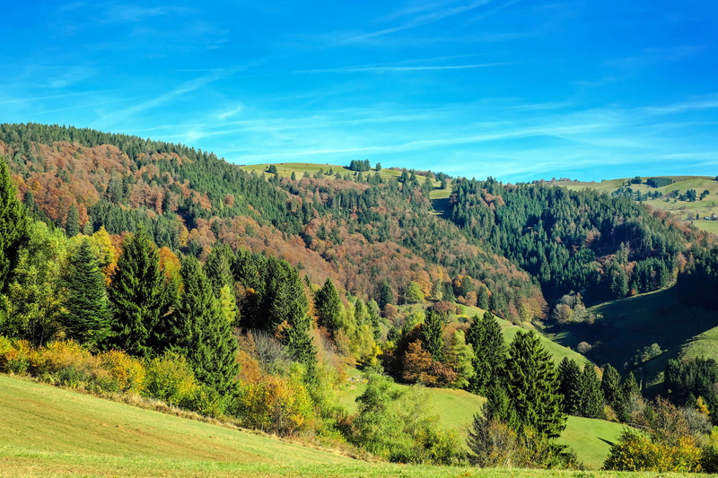 land, autumn colours, nature, panorama, outdoors, 4K, tranquility, green color, day, idyllic, tranquil scene, mountain, golden yellow, environment, black forest