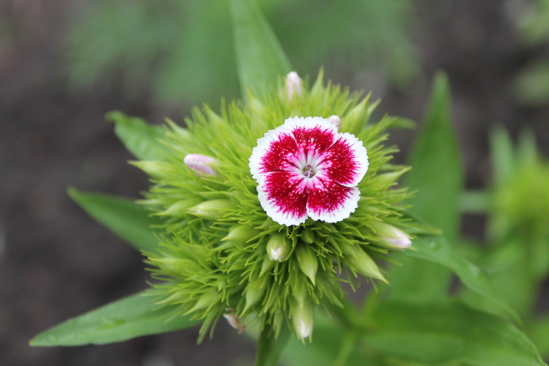 plant part, flower head, flower, summer, fragility, vulnerability, macro photography, outdoors, beauty in nature, photography, day, pollen, close-up, flowering branch