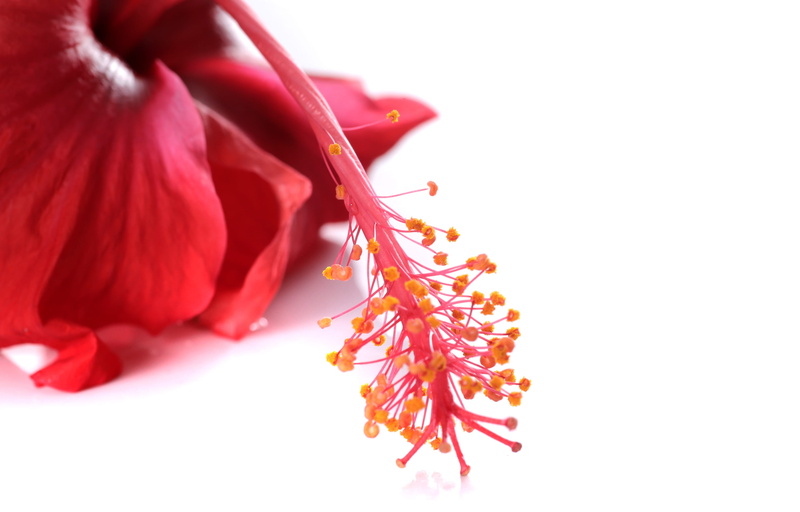 stem, valentine, petal, blossom, tropical, texture, yellow, green, blooming, beauty in nature, exotic, close, creativity, hibiscus, bright, isolated, mallow