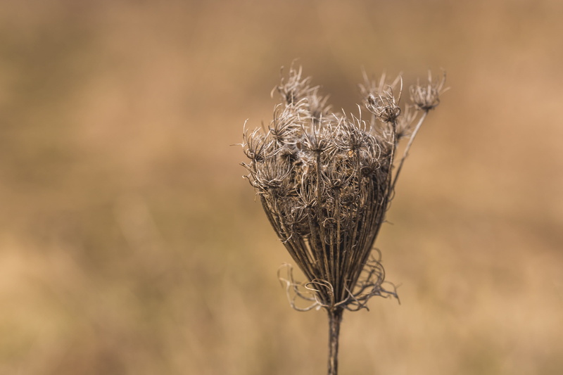 withered, autumn, dead grass, crop, close-up, seed-heads, floral, botanical, fragility, growth, focus on foreground, fall, anne, day, lace, sunny, beige