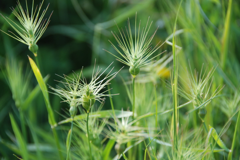 land, freshness, green Color, dandelion, environment, Grass, day, beauty In Nature, nature, 4K, Background, agriculture, organic, horticulture, growth