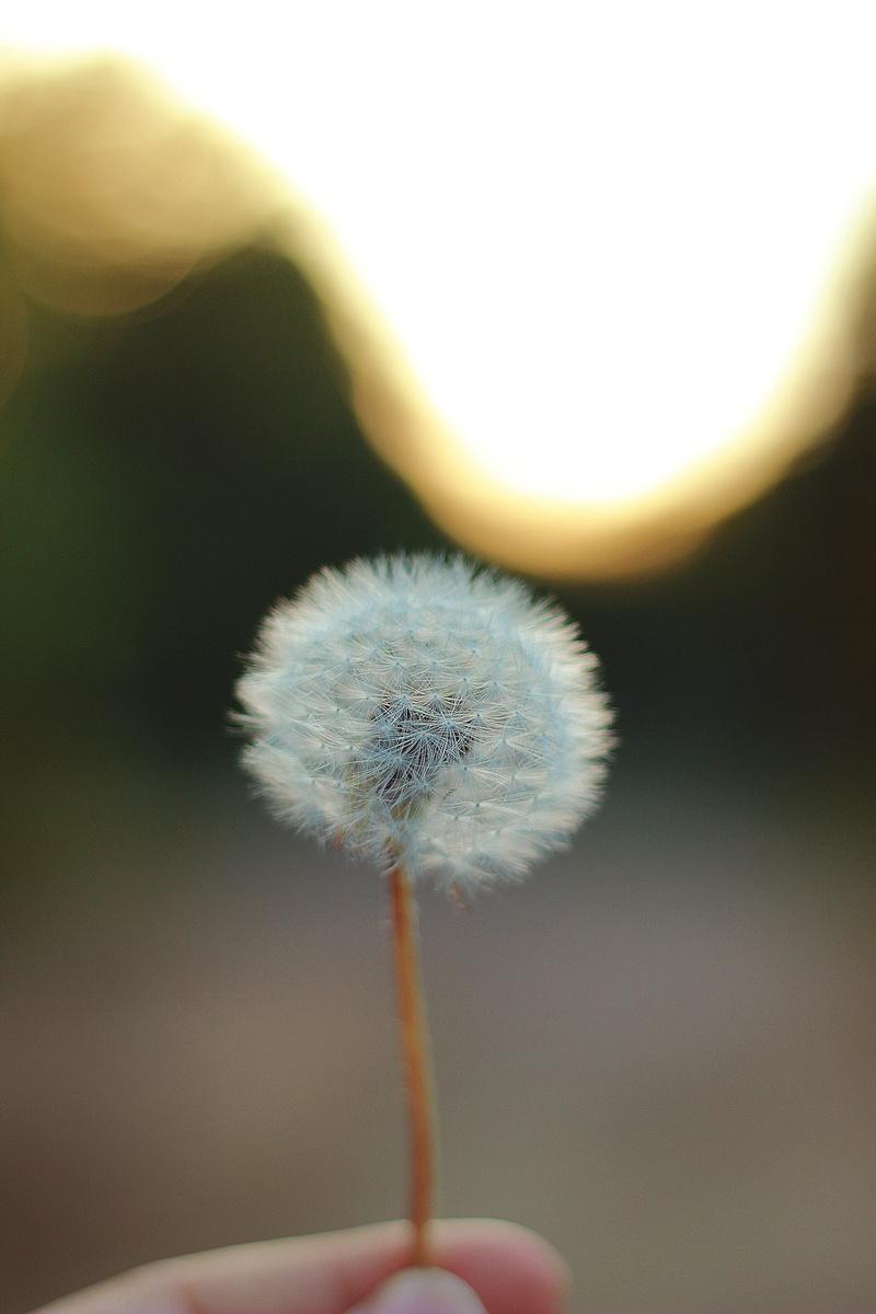focus on foreground, holding, white, flowering plant, 5K, close-up, stem, day, beauty In Nature, fluffy, nature, close-up photography, Dandelion, plant stem