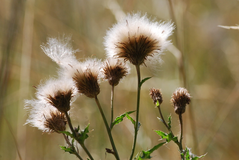 leaf, meadow, beauty In Nature, color Image, inflorescence, fragility, botany, botanical, summer, herb, Withered, environment, Prickly, vulnerability, floral