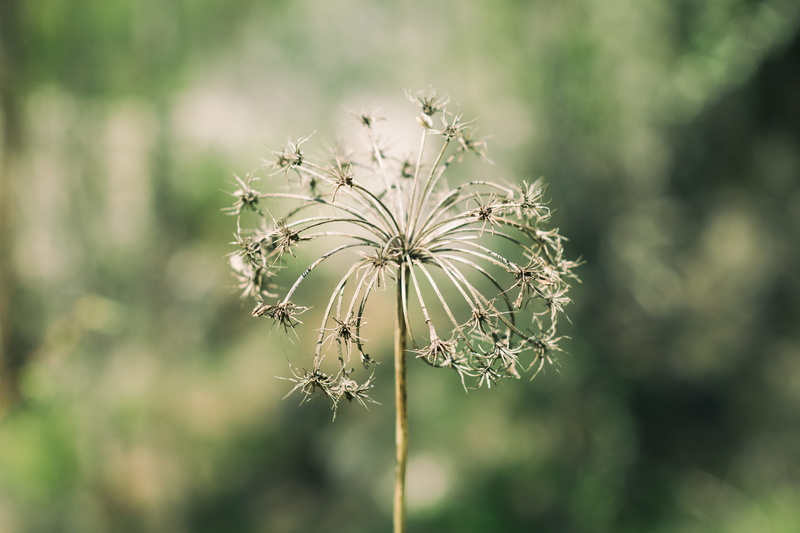 no people, selective focus, focus, flower, flowering plant, 5K, day, flower head, inflorescence, focus on foreground, dried plant, Dandelion, plant stem