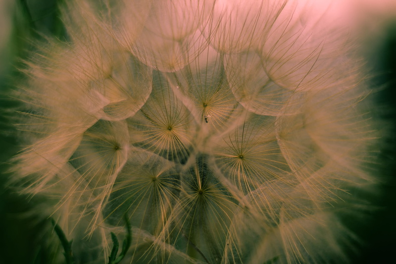 flower, close-up, flower head, single Flower, fragility, fluffy, photograph, photography, selective focus, dandelion seed, softness, flowering plant, uncultivated