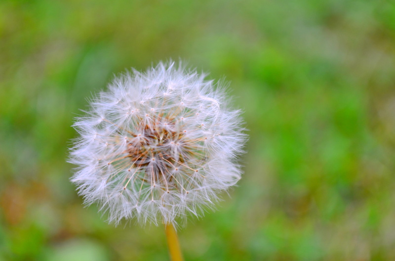 freshness, grass, blue, natural condition, Spring, outdoors, dorato, dandelion seed, growth, inflorescence, focus on foreground, flower head, white color