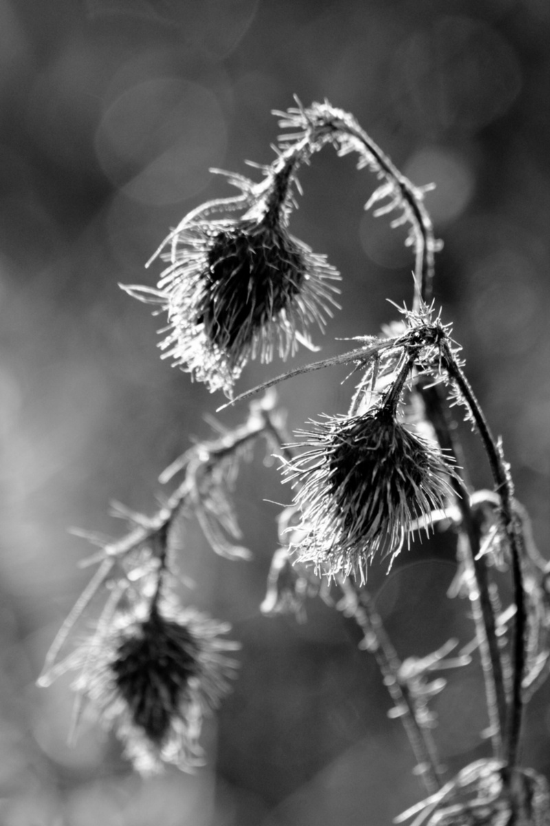 focus on foreground, close-up, blossom, summer, no people, leaf, milk, needle, 5K, black And White, beauty In Nature, day, tranquility, flower head, Plant