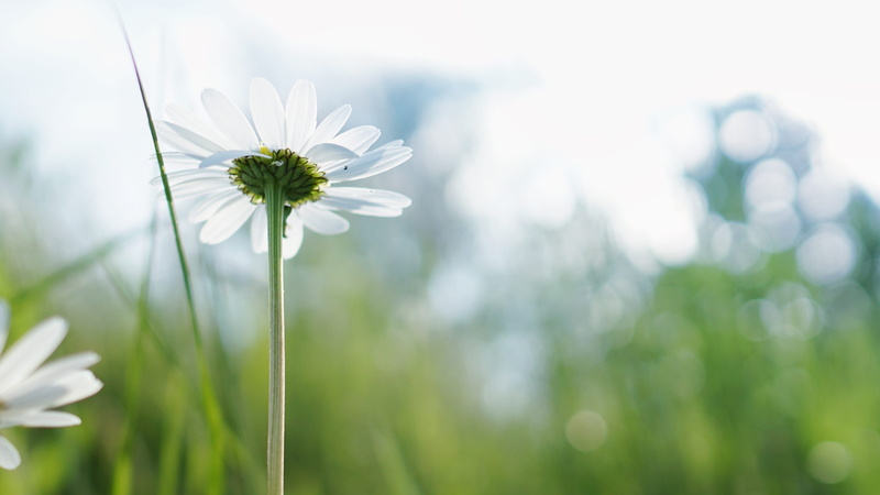 sepal, green Color, white daisy, growth, flowering plant, macro, freshness, white, vulnerability, blade of grass, defocused, white color, nature, plant