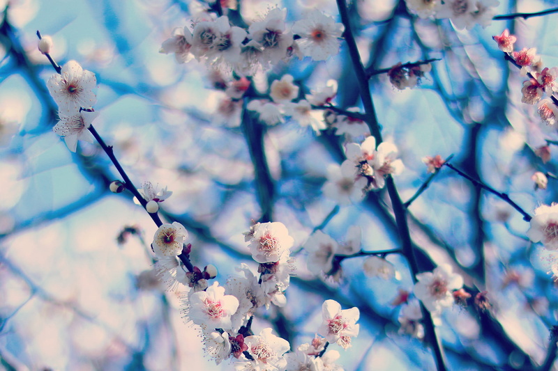 day, season, flowers, twig, white color, close-up, low angle view, flowering plant, frost, spring, beauty In Nature, photography, winter, macro, no people
