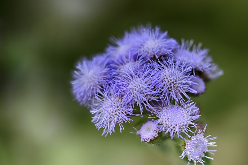 botany, bloom, flower head, season, selective focus, petal, field, meadow, goat, wild, outdoor, spring, natural, plant, sunshine, hedgerow, lawn, heart