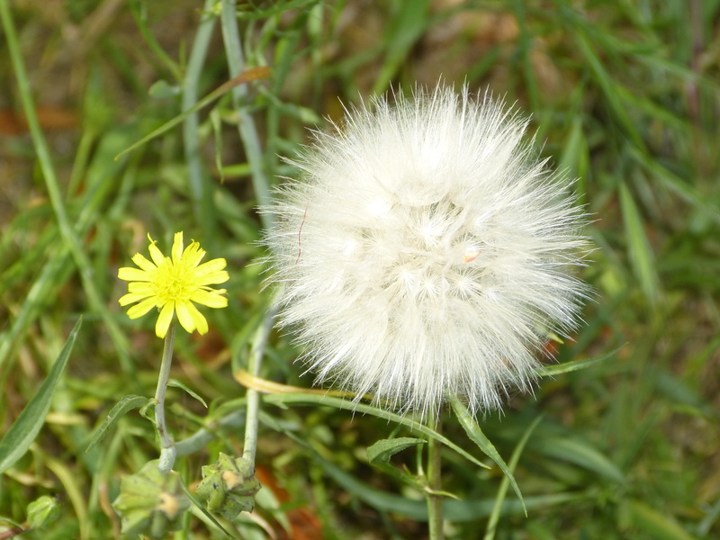 environment, land, agriculture, vegetation, meadow, wildflower, floral, flower head, stem, botanical, botany, 4K, horticulture, day, leaf, freshness, outdoors