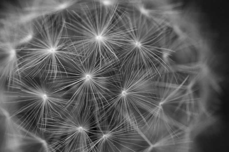 floral, freshness, detail, dandelion, plant, summer, season, seed, no people, 4K, softness, seeded, meadow, flower, inflorescence, clock, outdoor, close-up