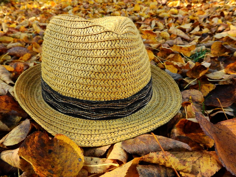 field, plant part, outdoors, leaf, pattern, plant, change, clothing, day, straw hat, nature, still life, close-up, leaves, autumn, fall color, wet, high angle view