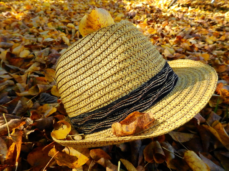 hat, land, wet, high angle view, 4K, plant, day, moist, straw hat, close-up, golden autumn, heart, autumn, plant part, field, beauty in nature, outdoors