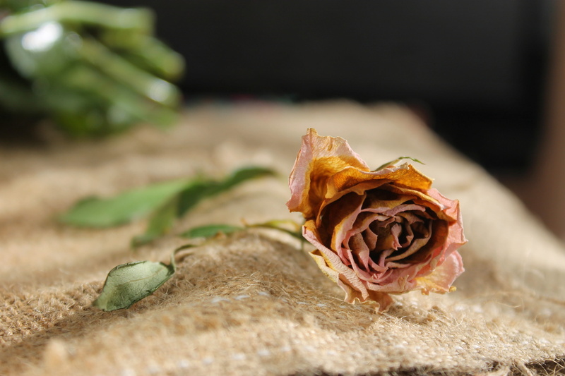 beauty in nature, vulnerability, nature, inflorescence, no people, mood, outdoors, rose - Flower, petal, flowering plant, rose, flowers, plant, dry flower
