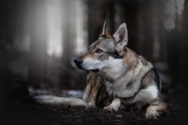 dog, the dark background, lies, bokeh, wolf, wolf dog, pose, trunks, face, portrait, nature, look, profile, 1080P, wolf dog is a sarloos passed away, forest