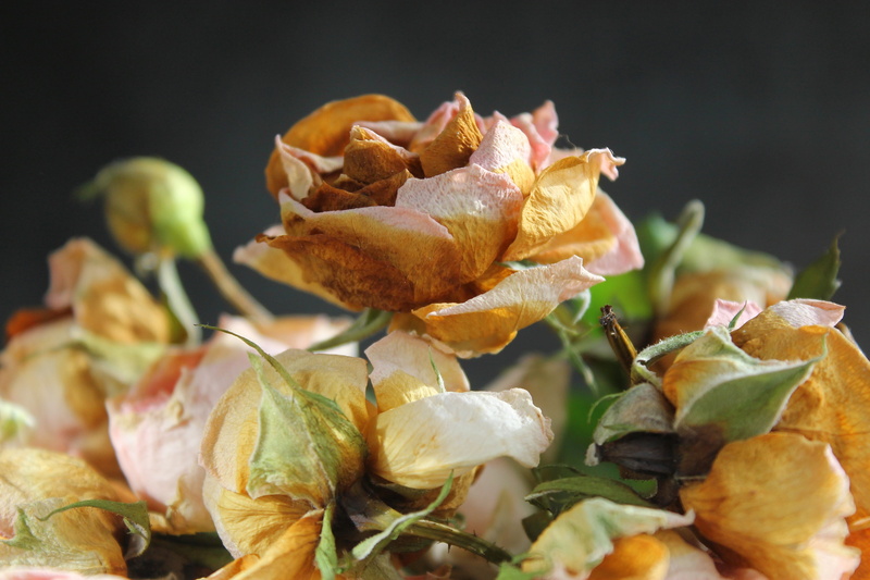 flowering plant, fade, rose, no people, growth, plant part, close-up, rose - flower, dry flower, beauty in nature, vulnerability, inflorescence, dried