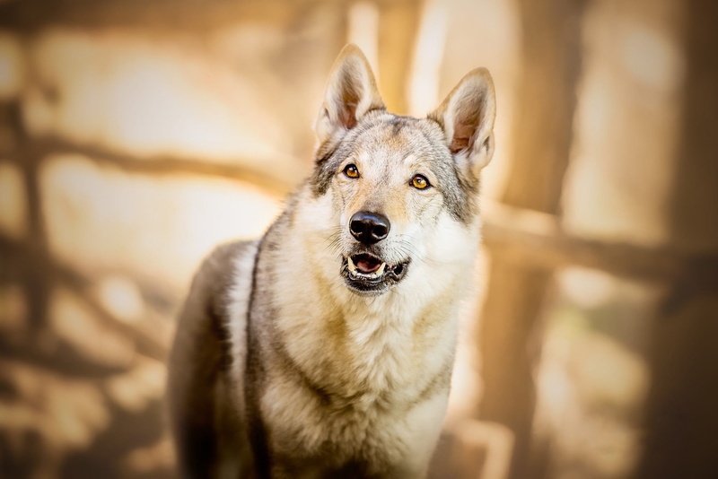 glare, dog, shadows, 1080P, bokeh, mood, wolf, portrait, large, breed, look, wolf dog, background, mouth, wolf dog is a sarloos passed away, fangs, face