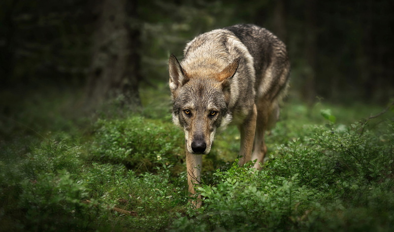 breed, grass, look, leaves, nature, is, wolf, pose, wolf dog, predator, spectacular, green, plants, wolf dog is a sarloos passed away, the dark background
