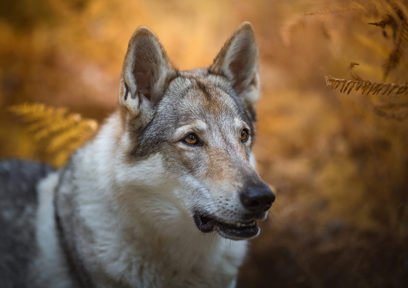 fern, handsome, portrait, background, 1080P, autumn, bokeh, dog, nature, face, look, leaves, wolf dog is a sarloos passed away, wolf