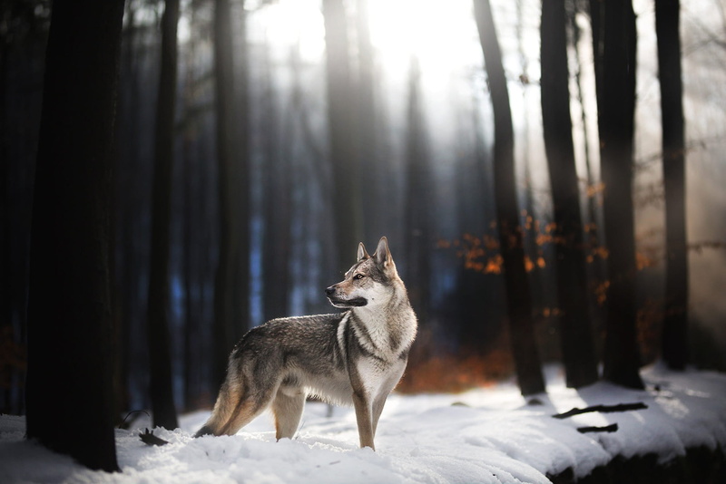 trunks, winter, snow, 1080P, the dark background, branches, wolf dog is a sarloos passed away, dog, late autumn, trees, nature, wolf, forest, look, light