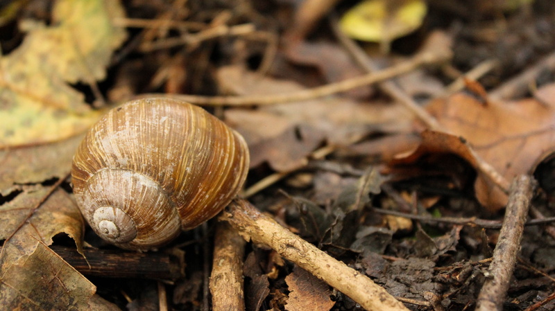 Autumn, animal, animal wildlife, invertebrates, dry, inch, animal themes, 5K, animal shell, slow, empty shell, fauna, mollusk, snail, animals in the wild