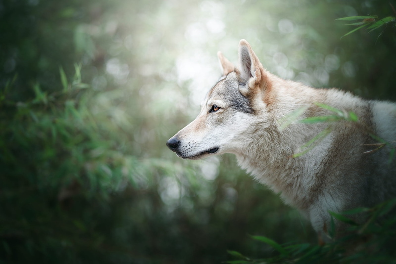 light, grey, forest, bokeh, portrait, 1080P, handsome, profile, greens, face, nature, wolf, foliage, dog, look, wolf dog, background, branches, summer