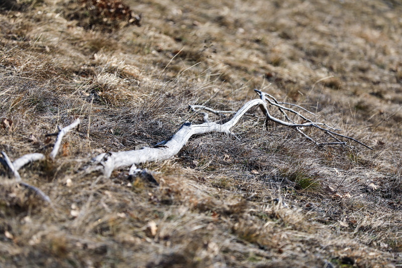 wood, barren, tranquility, grass, dried plant, selective focus, autumn, lying, nature, field, billet, wood - material, dead plant, plant, stick - plant part