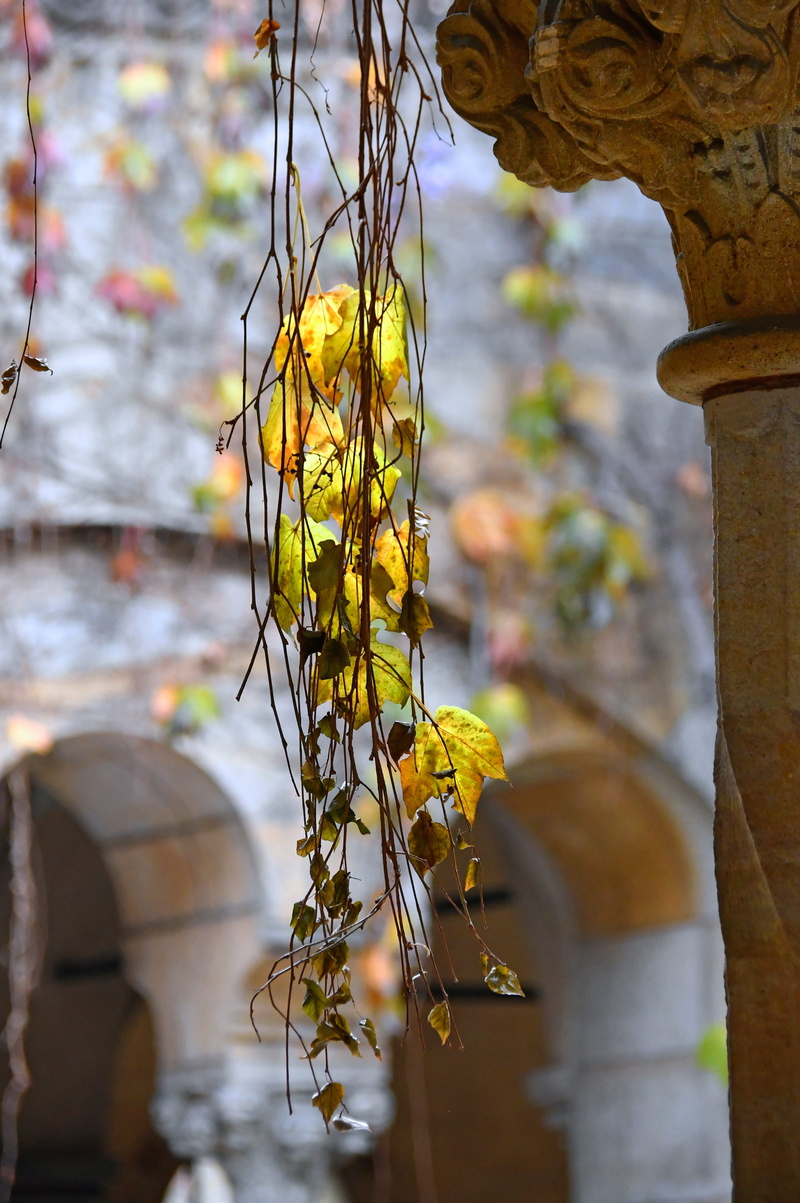 outdoors, autumn, golden yellow, plant part, day, beauty in nature, yellow, hanging, decoration, wall, built structure, yellow leaf, color, leaf, october