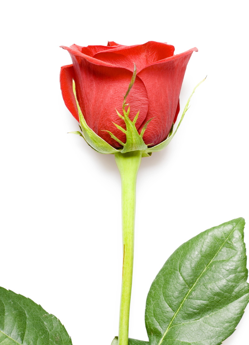indoors, valentineday, color, bloom, elegant, single, beauty in nature, 2K, no people, flowerhead, concept, floral, decoration, plant stem, plant, romantic