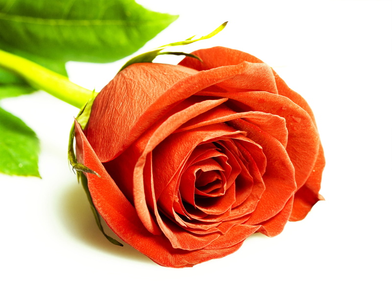 bloom, stem, petal, anniversary, flores, holiday, bud, close-up, celebration, flirting, freshness, valentine, color, studioshot, orange color, fragility