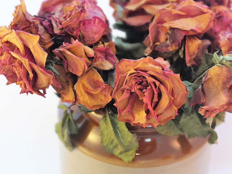 blossom, old, dried roses, studio shot, still life, indoors, decoration, leaf, flower, romance, 2K, dry, plant part, no people, texture, dried, fragility