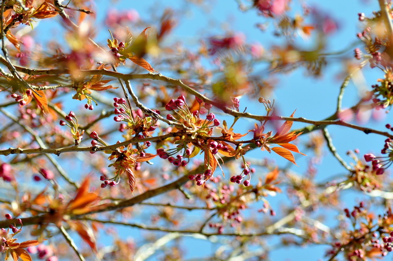 fragility, green, natural, spring flowers, bouquet, macro, close-up, florist, decoration, cherry blossom, flower, shop, garden, petals, arrangement, bright