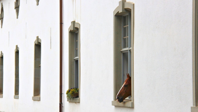 Home, white color, window sill, building, Horse, security, low angle view, day, window, plant, glass - material, safety, nature, wall - building feature