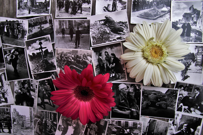 the tragedy, aug, inflorescence, nature, flower head, 5K, first, symbol, world war ii, the war, warsaw uprising, retail display, armageddon, fragility