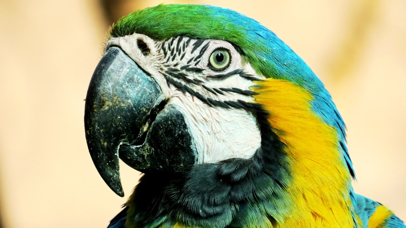 nature reserve, peak, yellow, teal, focus on foreground, gold and blue macaw, bird, animal, happy, plumage, close-up, animal wildlife, animal body part