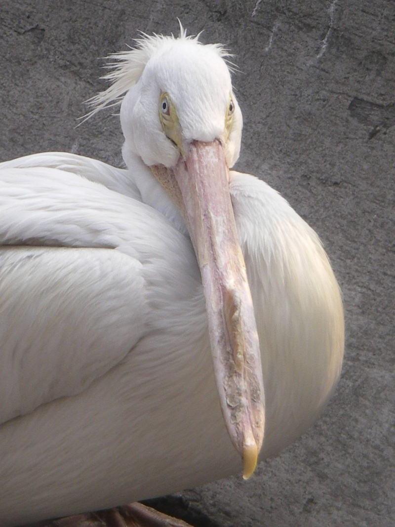 animals, bird, fauna, animal head, white, day, birds spikes, animal themes, focus on foreground, zoo, outdoors, animal neck, preening, pajarraco, animals in the wild