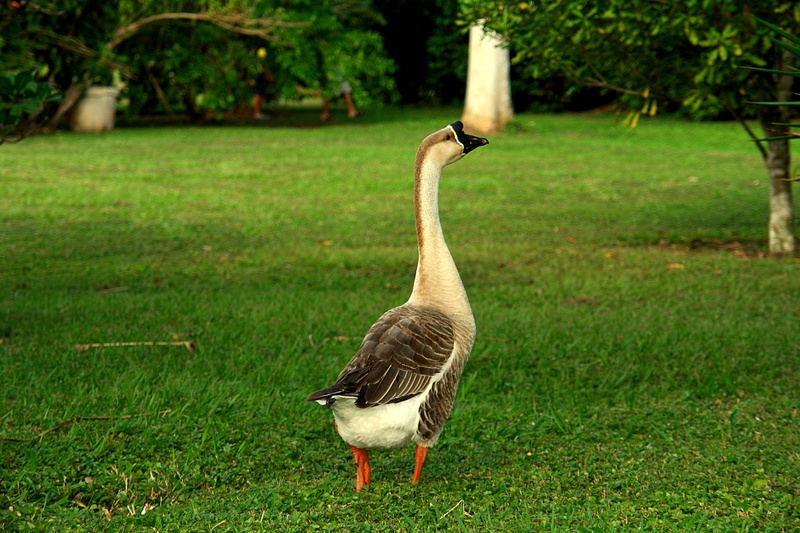 tree, ave, bird, animals in the wild, unit, goose, one animal, animal themes, pride, animal wildlife, plant, farm, peaks, grass, green color, focus on foreground