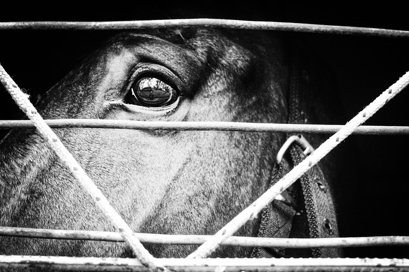 animal eye, fence, herbivorous, day, animal wildlife, domestic, looking, domestic animals, animal themes, no people, eye, vertebrate, animal head, pets