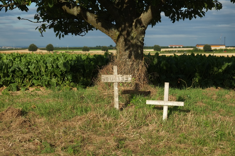 transient, no people, memory, nature, growth, commemorate, mourning, trunk, silent, environment, field, cross, scenics - nature, loss, graves, suffering