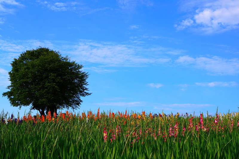 red, view, meadow, freshness, mood, village, tranquil scene, zurich, canton, sky, blue, plant, zollikon, 5K, growth, environment, flower head, cloud - sky