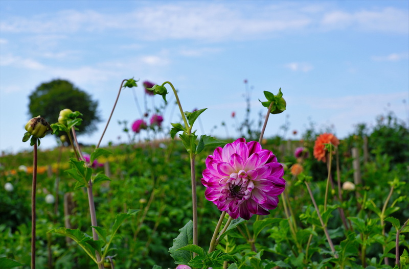 summer, landscape, no people, background, land, inflorescence, away, beauty, fragility, greeting card, horizon, focus on foreground, blue, clouds, green color