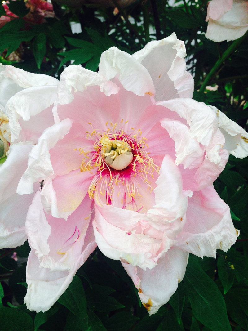 garden, petal, surprise, cosmetics, love, flower head, womens day, perfume, peony, hobby, close, spring, beauty in nature, no people, tee, medicinal plant