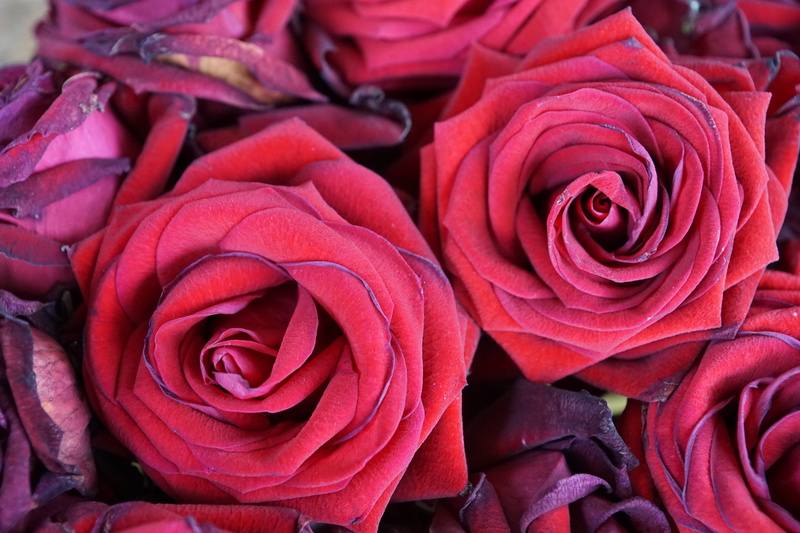 beauty, flowers, spa, flowering plant, no people, pink color, fragility, full frame, outdoors, surprise, gift, rose, active substance, growth, nature, bunch of flowers